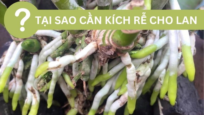 Tại sao phải kích rễ cho lan