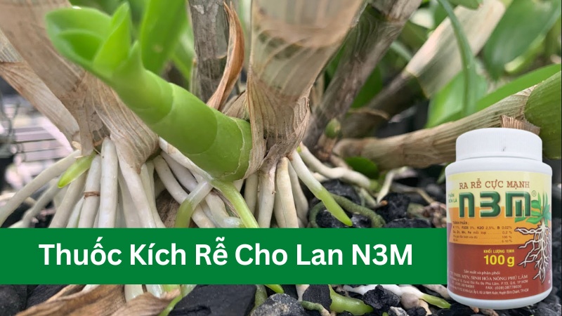 Thuốc kích rễ cho lan N3M