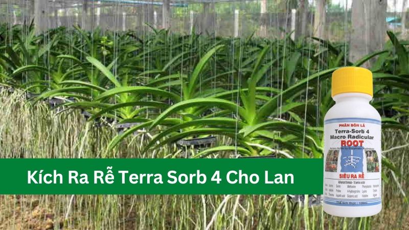 Kích ra rễ cho lan terra sorb 4