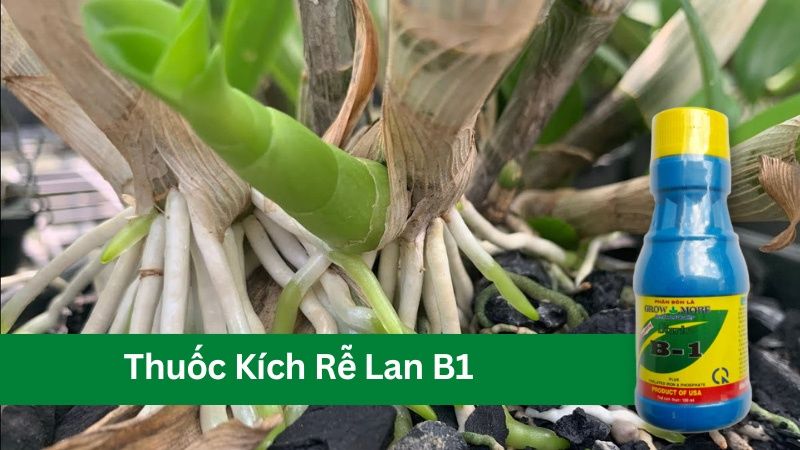 Thuốc kích rễ lan B1