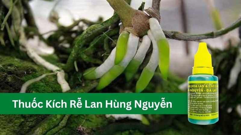 thuốc kích rễ lan hùng nguyễn