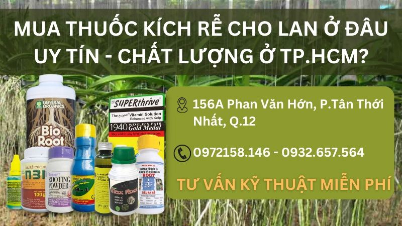 Chỗ mua (bán) thuốc kích rễ cho lan