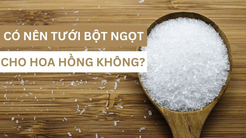 Có nên tưới bọt ngọt cho hoa hồng không