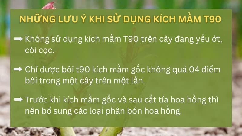 Những lưu ý khi sử dụng t90 kích mầm gốc hoa hồng