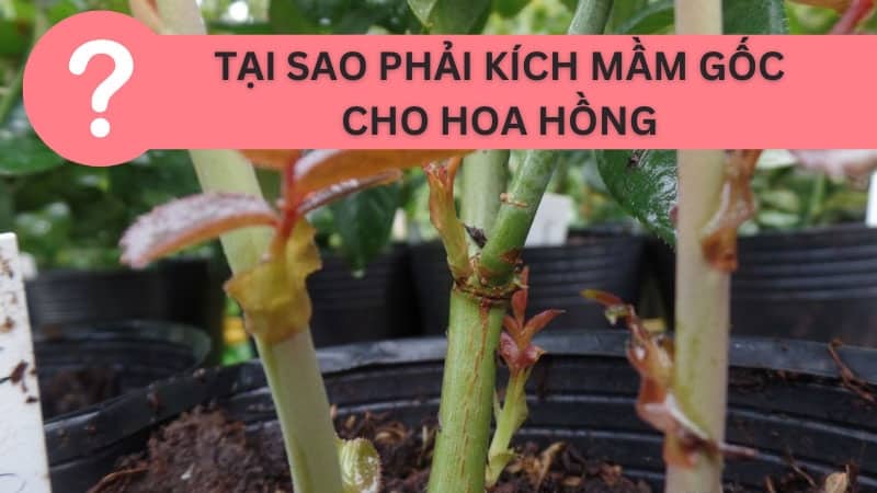 Tại sao nên kích mầm gốc cho hoa hồng