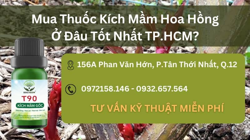 mua thuốc kích mầm gốc hoa hồng ở đâu