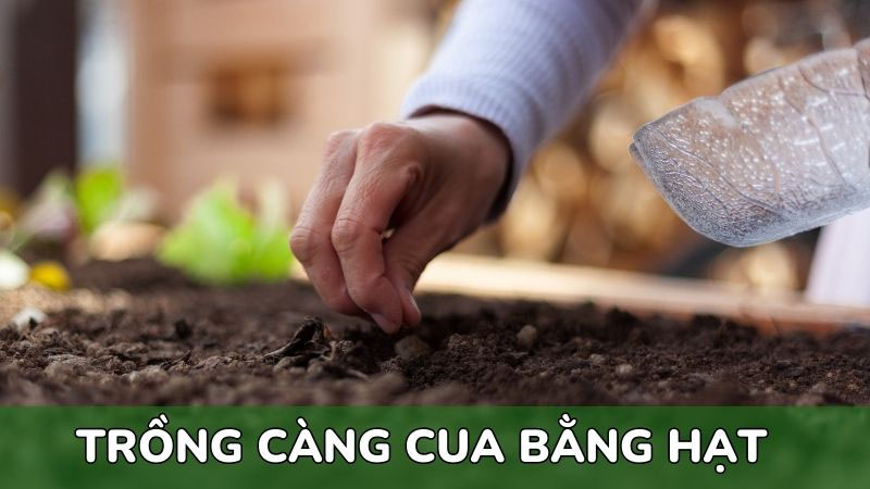 cách-trồng-rau-càng-cua-bằng-hạt