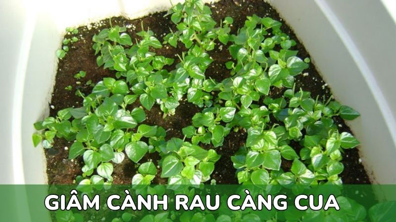 cách-trồng-rau-càng-cua-bằng-cành