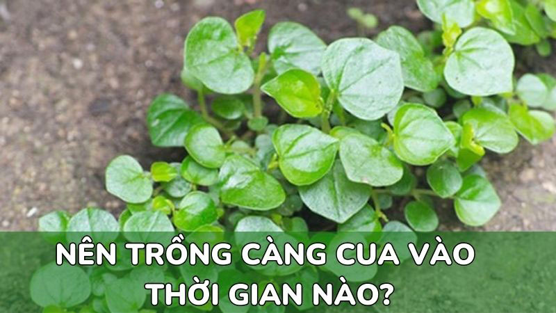 nên-trồng-rau-càng-cua-vào-mùa-nào