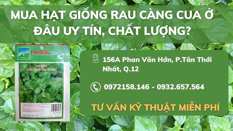 mua-hạt-giống-rau-càng-cua-ở-đâu