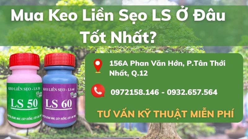 mua-keo-liền-sẹo-LS-50-và-LS-60-ở-đâu