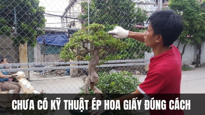 chưa-có-kỹ-thuật-ép-hoa-giấy-ra-hoa