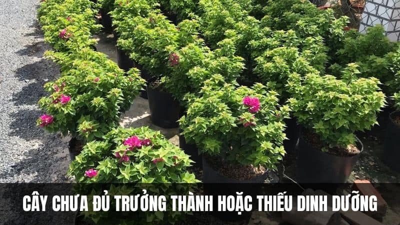 cây-chưa-tới-tuổi-trưởng-thành-hoặc-thiếu-dinh-dưỡng