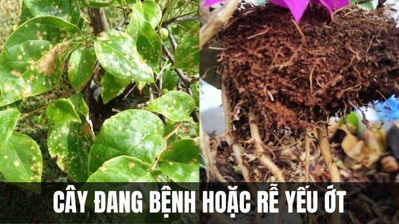 cây-hoa-giấy-đang-bệnh-hoặc-yếu-ớt