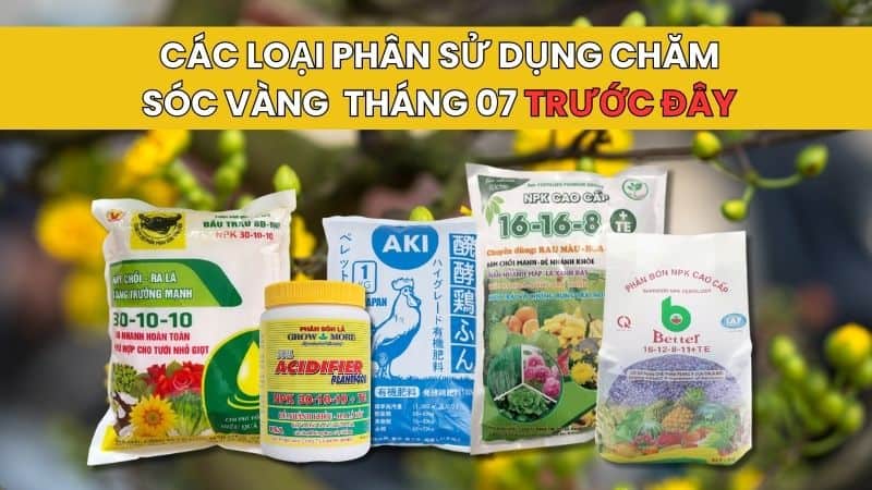 Cách chăm sóc mai vàng tháng 07 trước đây