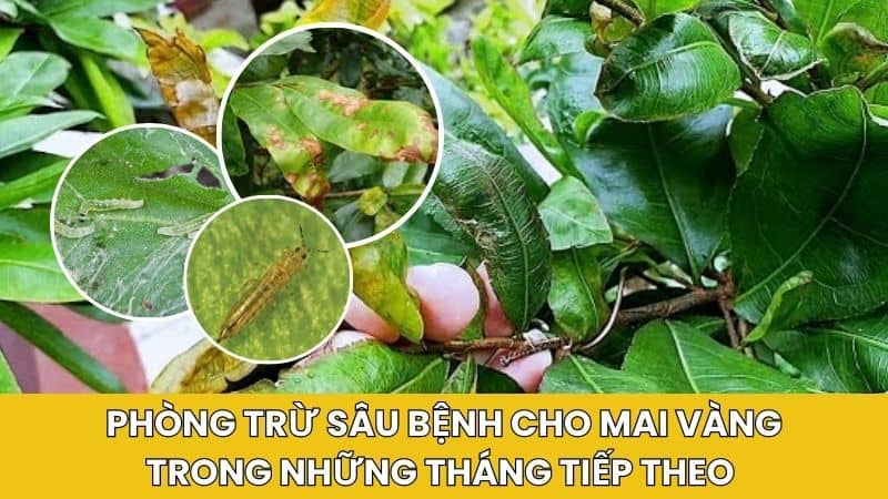 Phòng trừ sâu bệnh cho mai vàng