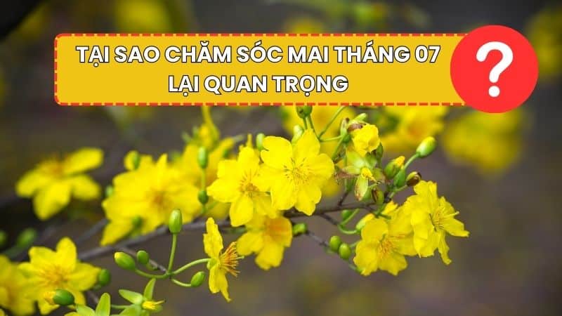 Tại sao chăm sóc