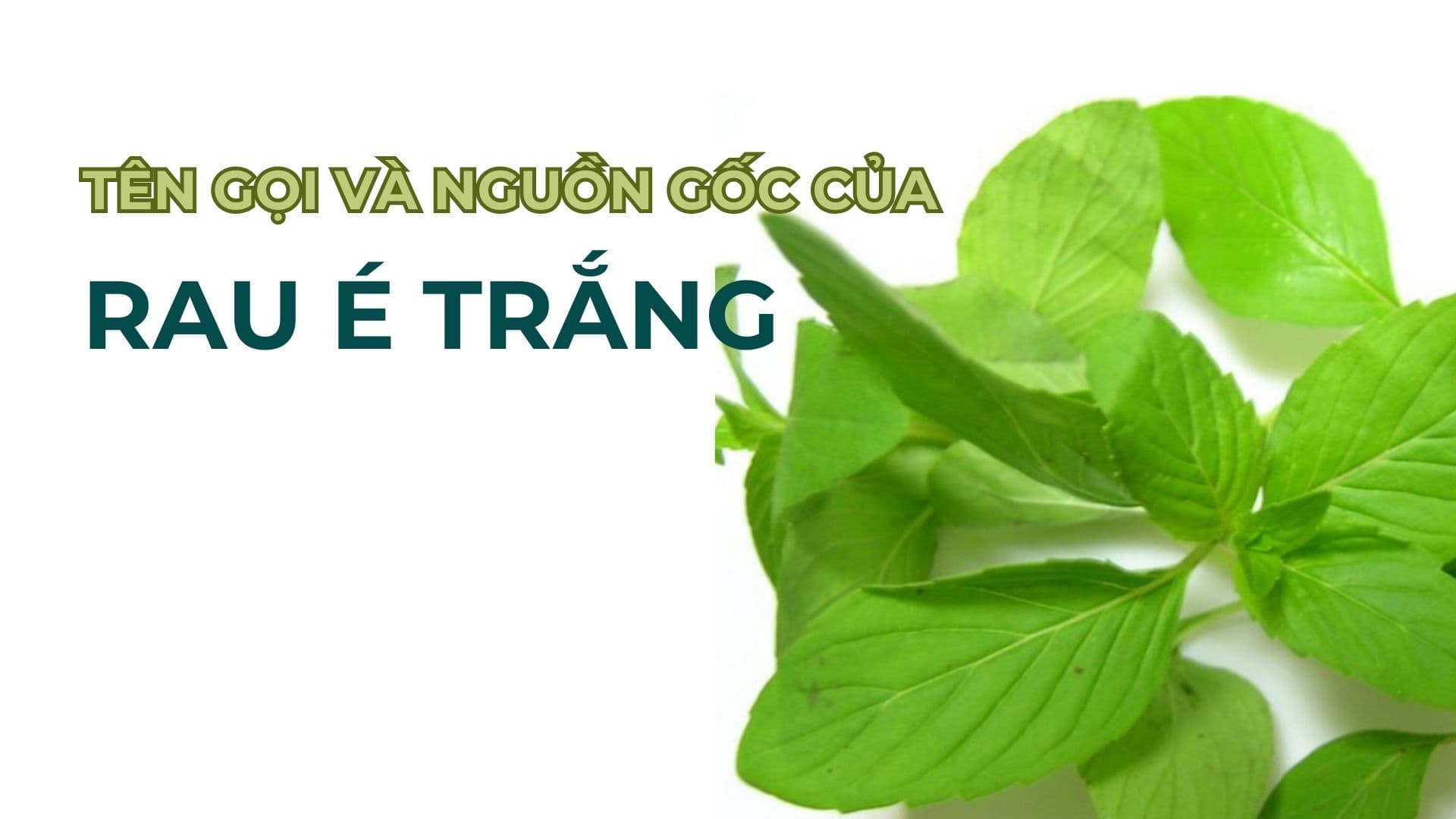 Tên gọi và nguồn gốc của rau é trắng