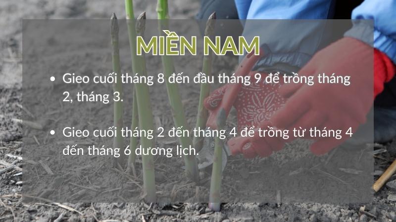 Thời vụ trồng măng tây ở Miền Nam