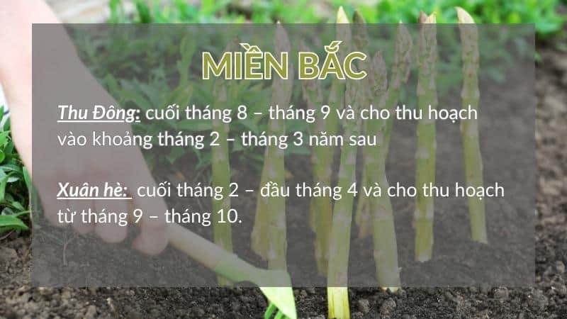 Thời vụ trồng măng tây ở Miền Bắc