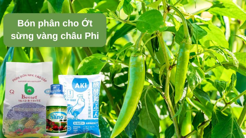 Phân bón cho các giai đoạn của ớt sừng vàng châu Phi