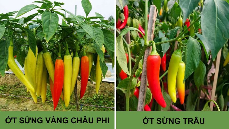 Các giống ớt sừng phổ biến hiện nay