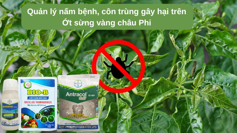 Quản lý nấm bệnh, sâu bệnh hại trên ớt sừng vàng châu Phi