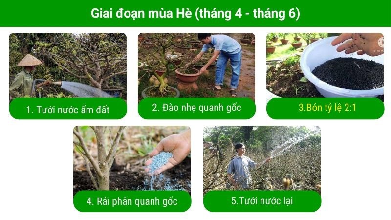 bón-phân-cho-mai-từ-tháng-4-đến-tháng-6