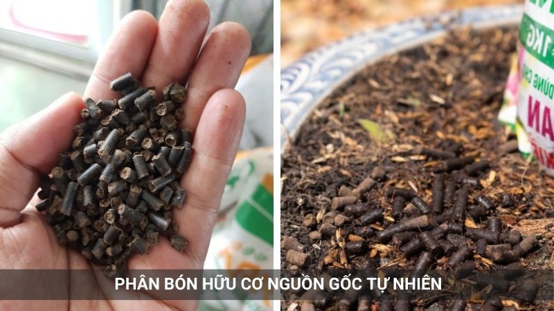 phân-hữu-cơ-cho-mai-vàng