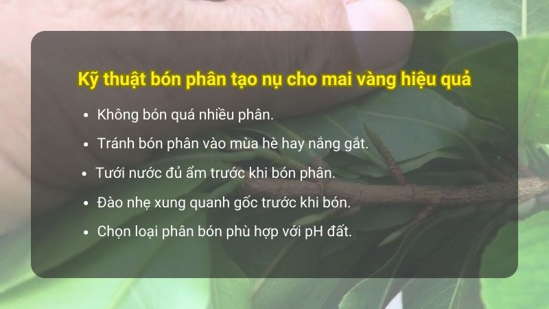 lưu-ý-khi-bón-phân-tạo-nụ-kim-cho-mai