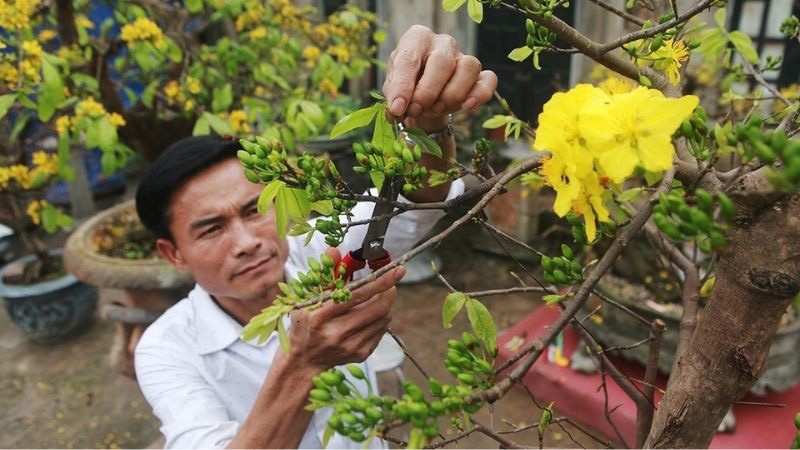 cắt-tỉa-cành-mai