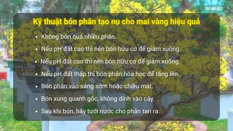 kỹ-thuật-bón-phân-tạo-nụ-kim-cho-mai-vàng