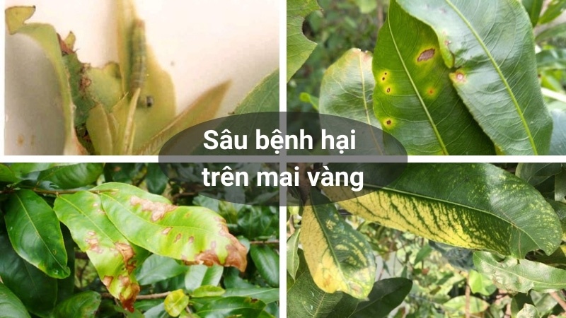 sâu-bệnh-trên-cây-mai-vàng