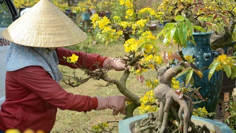 chăm-sóc-sai-kỹ-thuật