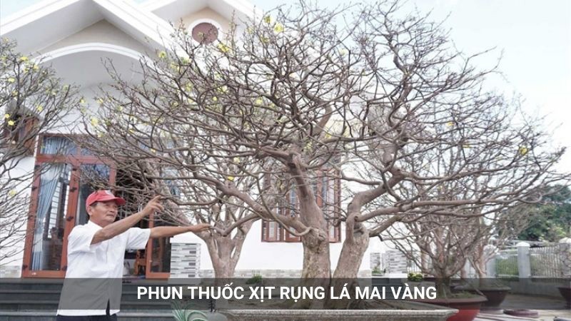 chăm-sóc-mai-vàng-tháng-11-đến-tháng-12