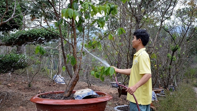 cây-mai-bị-suy-do-chăm-sóc-sai-cách