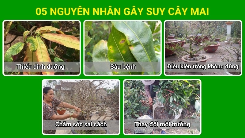 nguyên-nhân-làm-mai-vàng-bị-suy