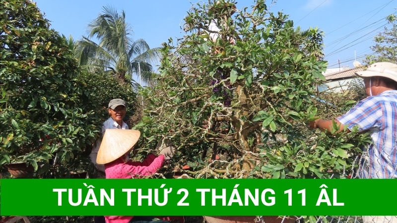 Thời điểm lặt lá mai vàng ở Miền Bắc