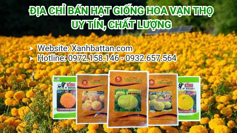 Chỗ Bán Hạt Giống Hoa Vạn Thọ Uy Tín, Chất Lượng