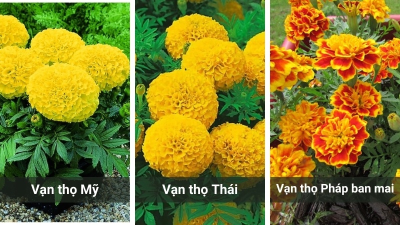 vạn thọ mỹ - vạn thọ thái và vạn thọ pháp