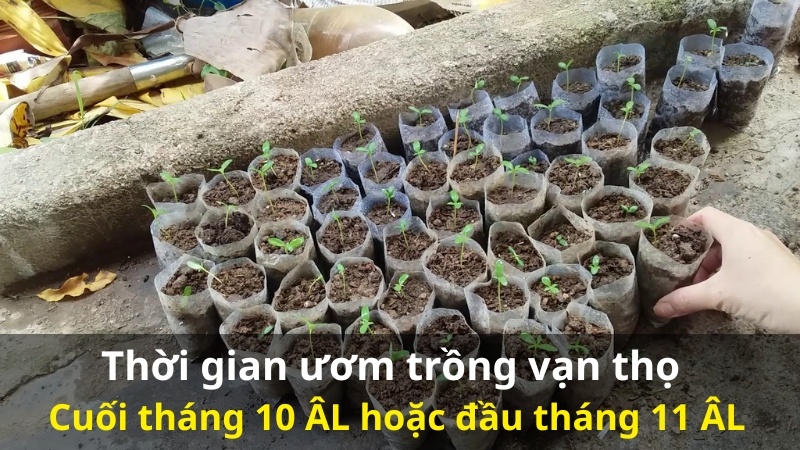 Lịch trồng hoa vạn thọ tết năm nay