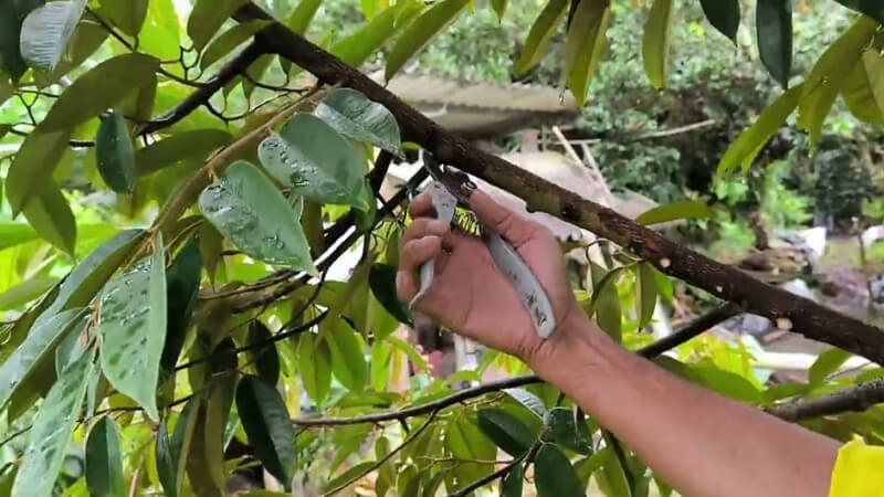 các vết thương cơ học như cắt tỉa cành cũng là nguyên nhân gây bệnh nứt thân xì mủ cho sầu riêng