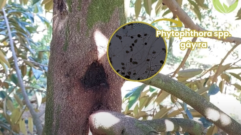 bệnh nứt thân xì mủ trên sầu riêng do nấm Phytophthora spp gây ra