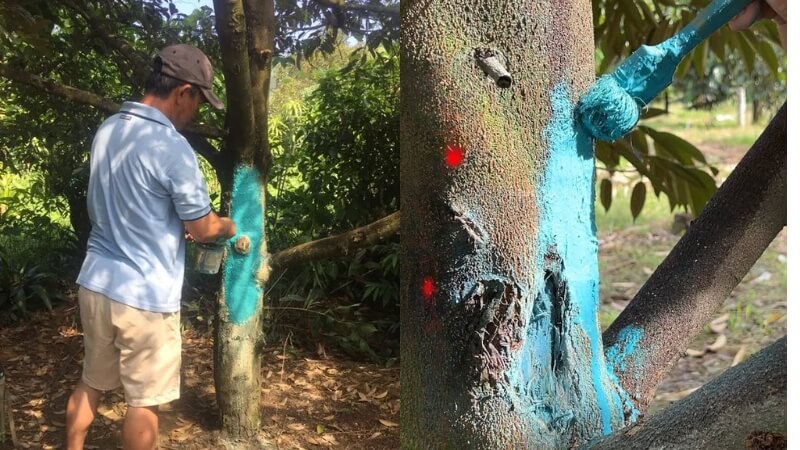dùng các loại thuốc gốc đồng để quét đều lên vết bệnh nứt thân xì mủ