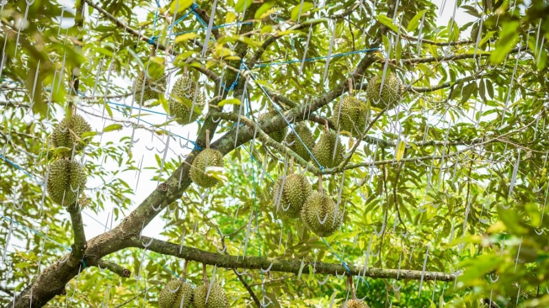 điều kiện mưa nhiều, ẩm độ cao khiến nấm gây bệnh nứt thân xì mủ dễ tấn công