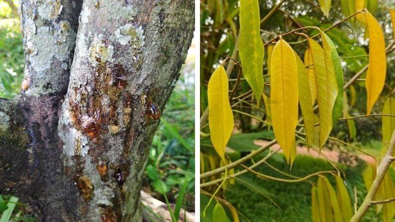 các dấu hiệu nhận biết sớm bệnh nứt thân xì mủ trên sầu riêng