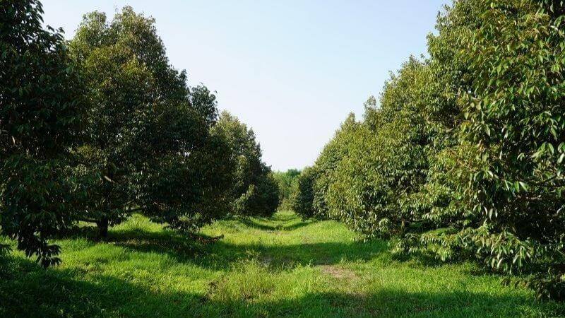 thiết kế vườn sầu riêng thông thoáng phòng nấm bệnh tấn công