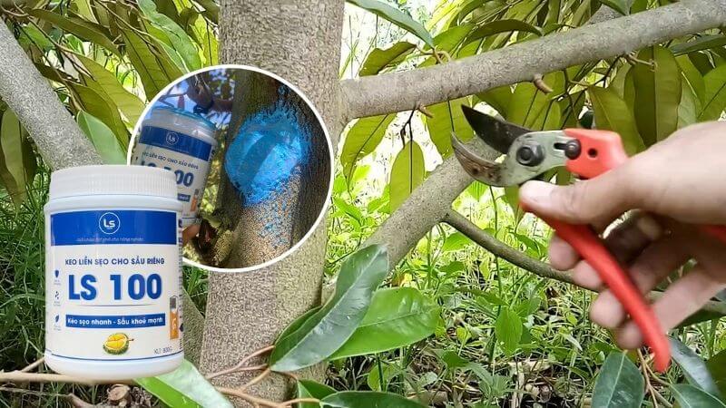 sử dụng keo liền sẹo ls100 để liền nhanh các vết thương sau cắt tỉa