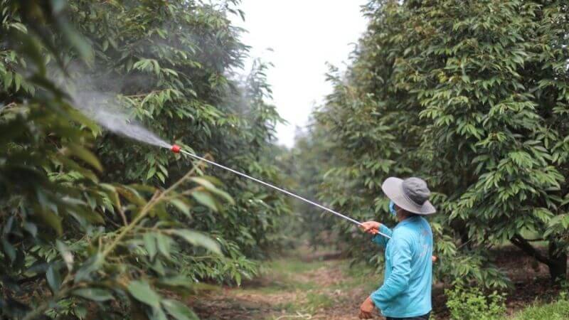 phun thuốc định kỳ để phòng nấm bệnh tấn công