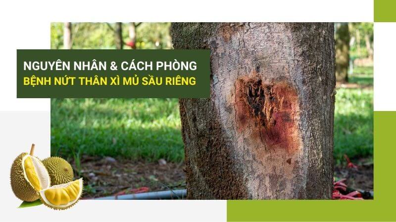 bệnh nứt thân xì mủ trên sầu riêng và cách phòng bệnh
